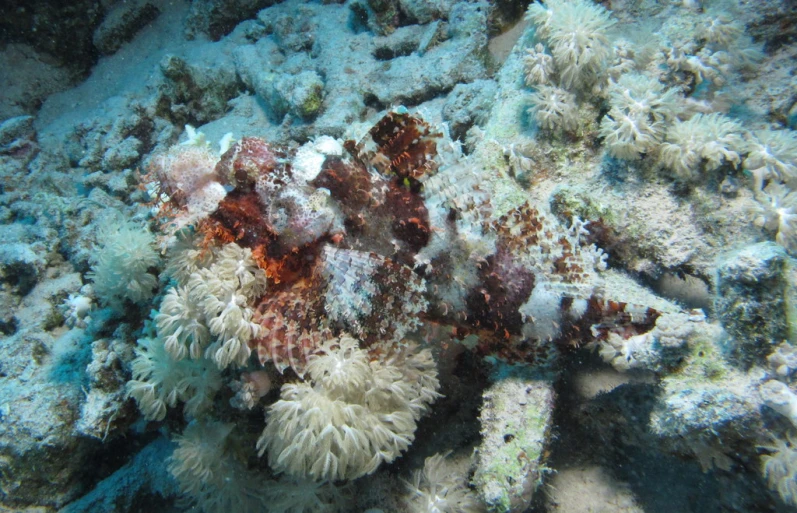 an underwater s of some marine life and rocks