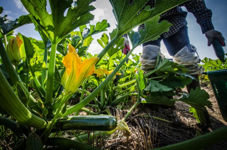 someone standing in a field with many crops