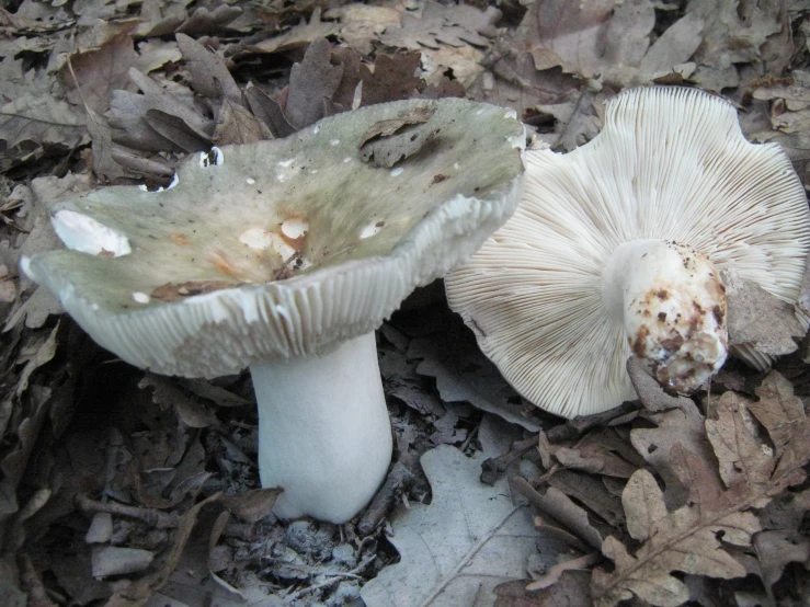 two mushrooms sitting next to each other on a leafy ground