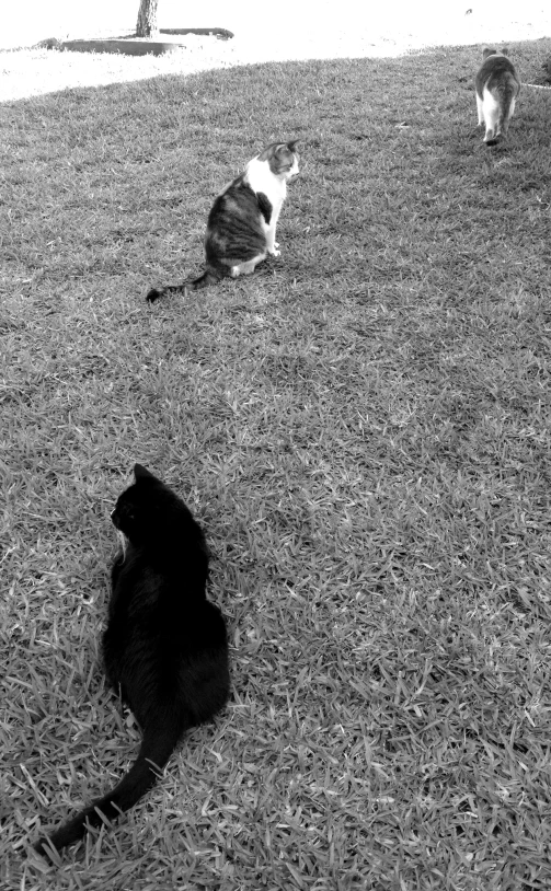 three cats play in a field while a third stands with its front legs in the air