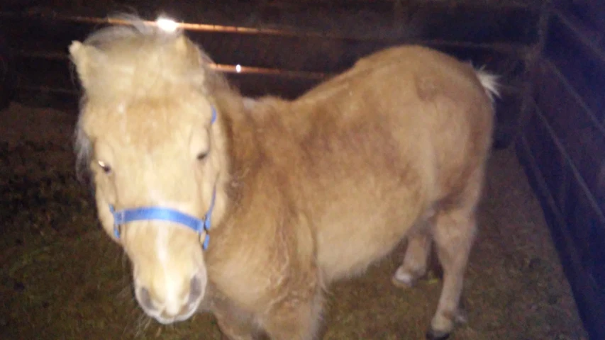 a close up of a horse on grass