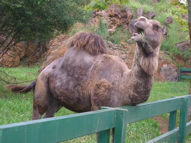 a camel is shown leaning over a green fence