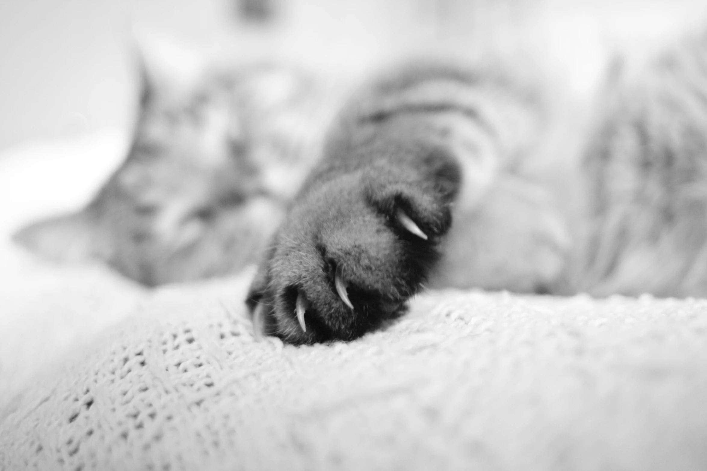 a black and white po of a cat sleeping on the bed