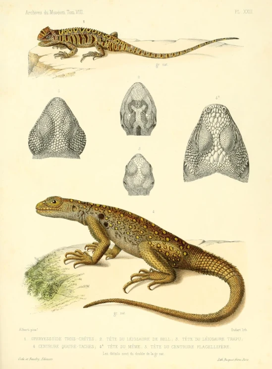 vintage print of lizards with shells on the floor