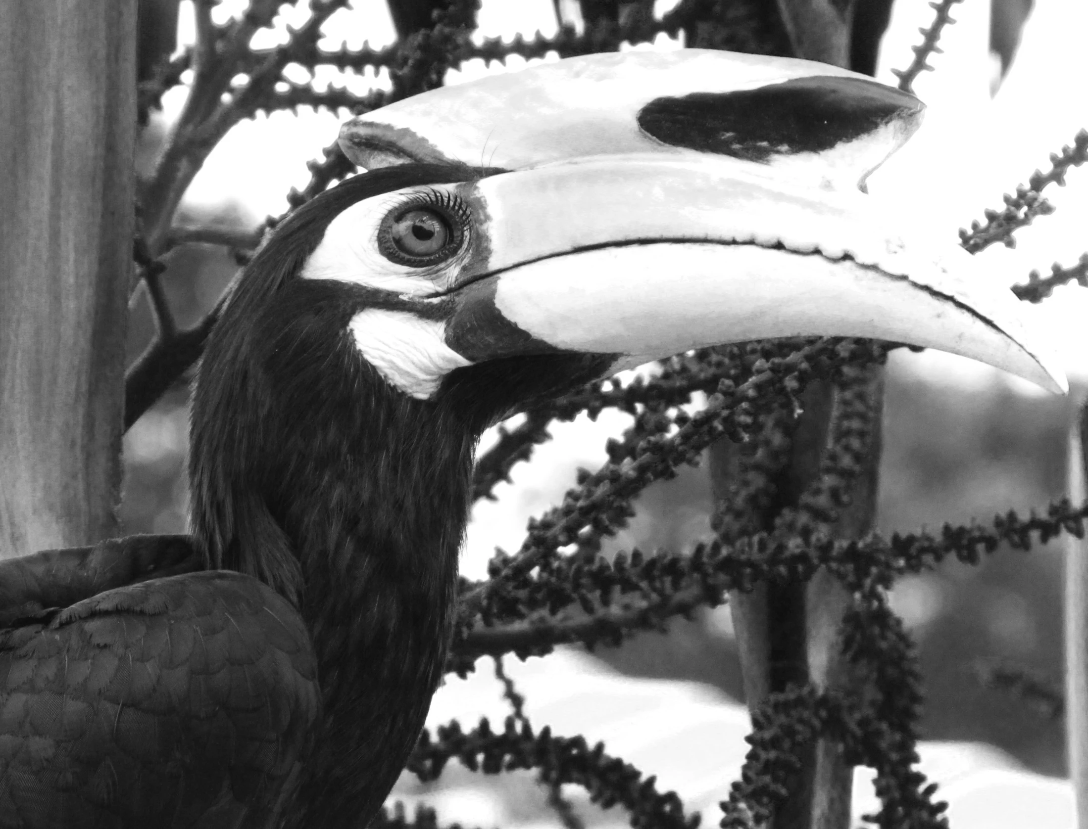 a black and white po of a toucan sitting on the nch