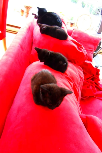 four kittens laying down in a line on a couch