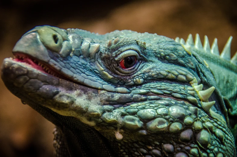 close up pograph of a green lizard with a red eyes