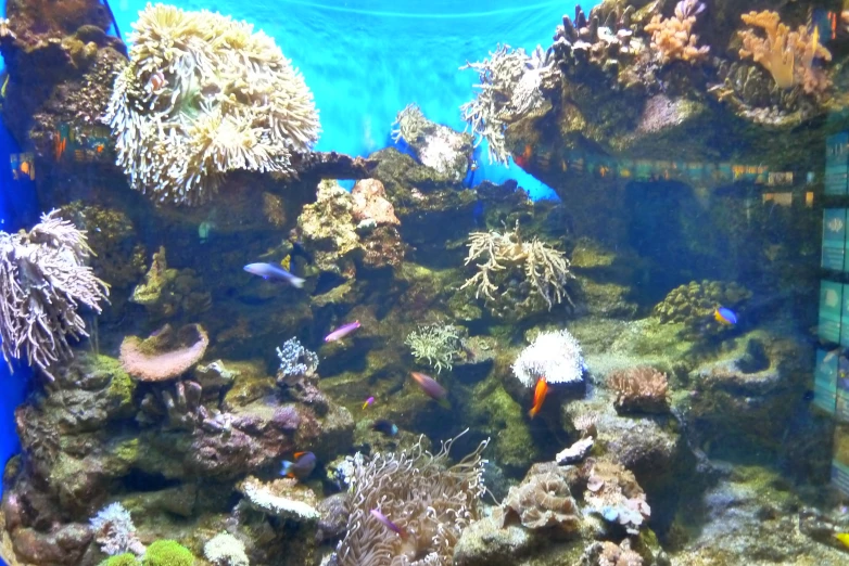 a display of colorful corals and other life in an aquarium