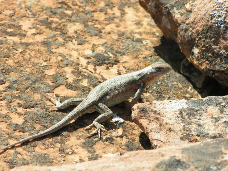 a lizard sitting on the rocks in a rocky area