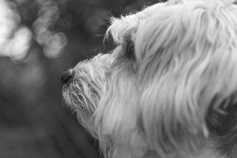 a dog is in profile, with its eyes wide open