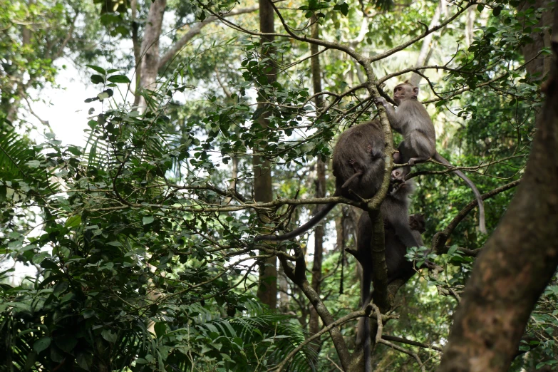 a monkey sits on the limb of a tree