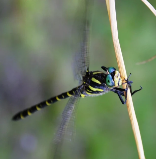 two yellow and black dragonflies standing on the stem of a plant