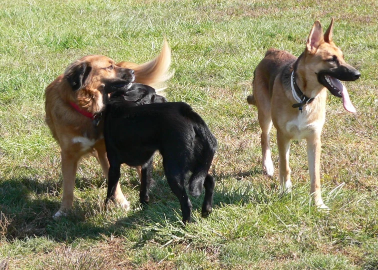 two dogs are in a field of grass