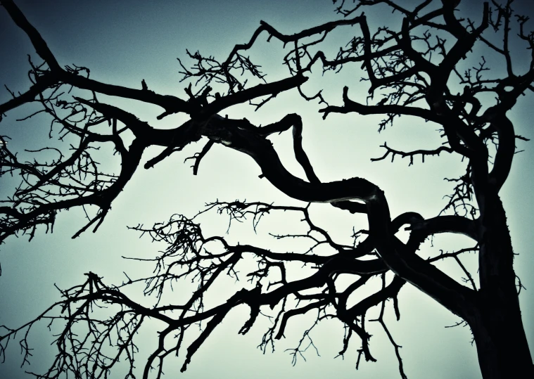 a tree with a bird perched on top