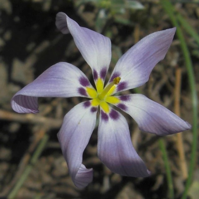 a flower with yellow and purple petals with buds