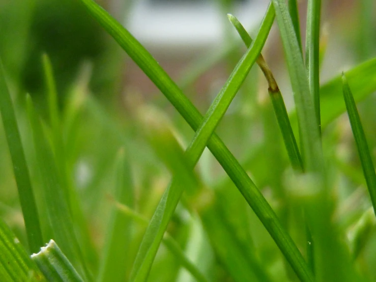 a close up view of a plant that looks like a piece of grass