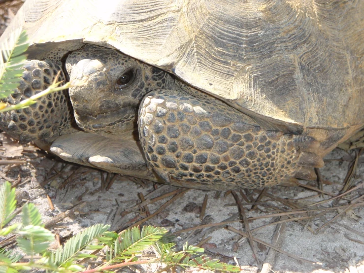 the turtle is standing by itself on the ground