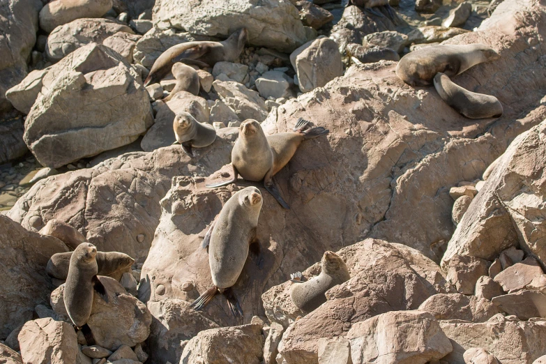 the birds are resting on rocks on the beach