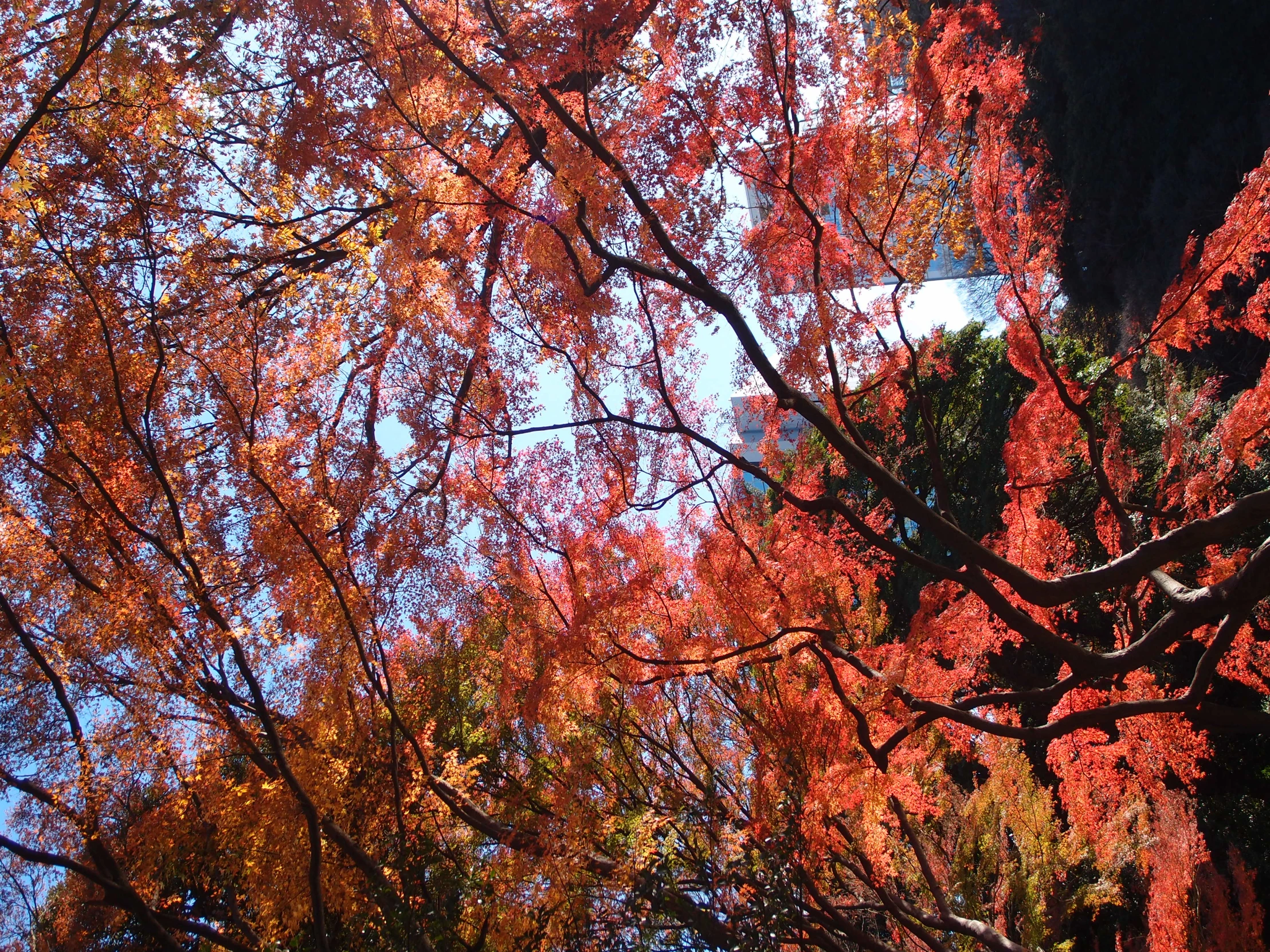 several colorful autumn leaves are covering the trees