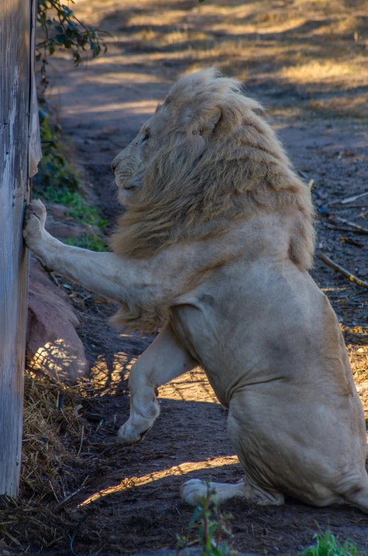 a lion reaching for soing on the side of a wooden fence