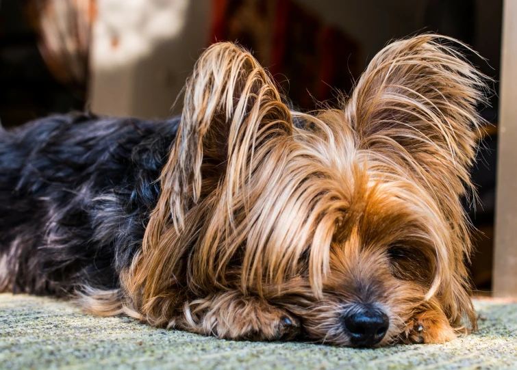 a dog laying on top of the ground next to a wall