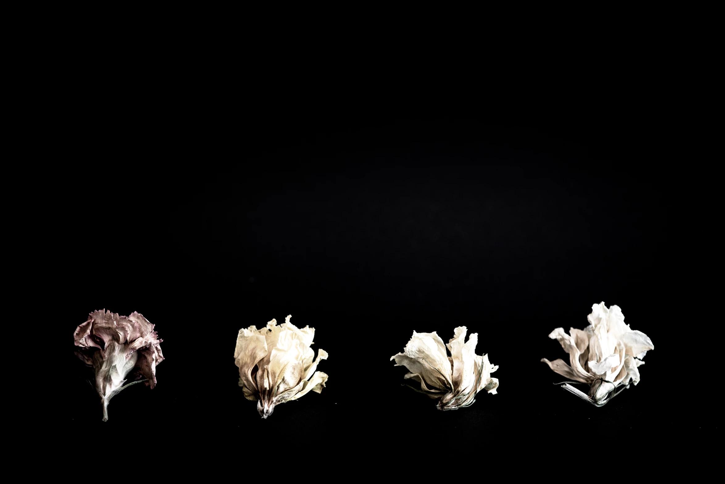 a close up s of several flowers in the dark