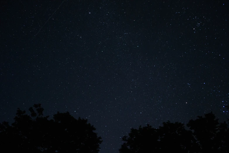 dark night sky with treetops and stars