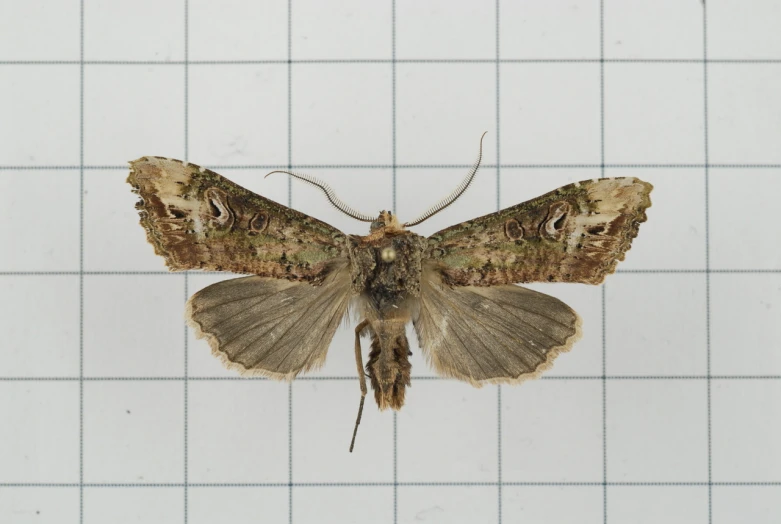 close up of a moth sitting on the wall