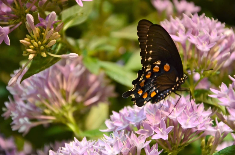 the erfly is on top of the purple flowers