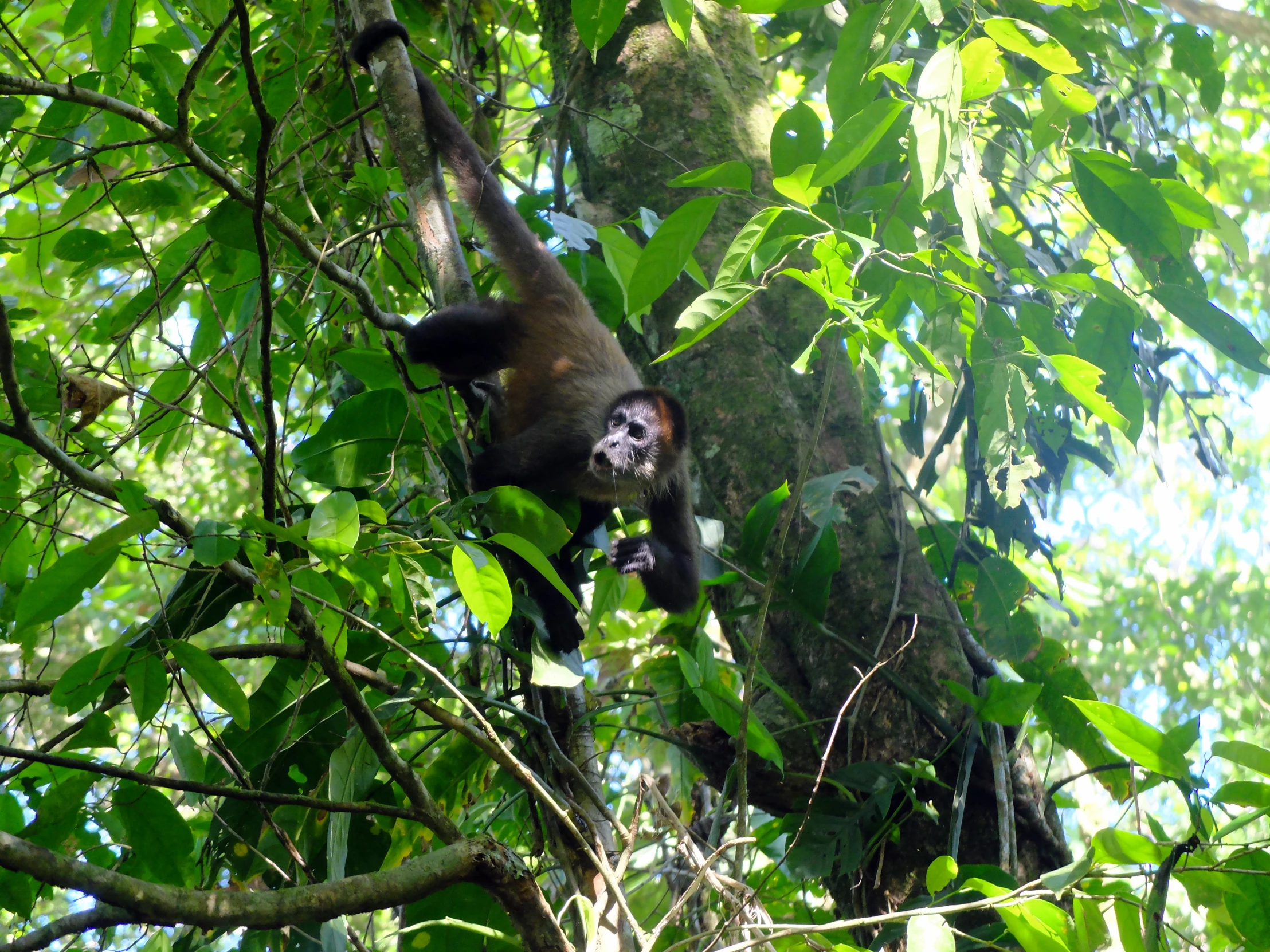 a monkey hanging in a tree with its tail hanging down