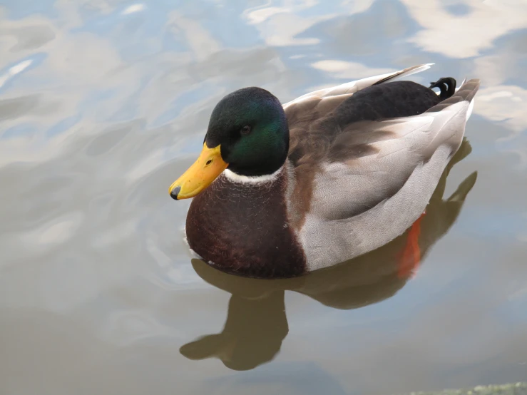 the duck is floating in the lake on some water