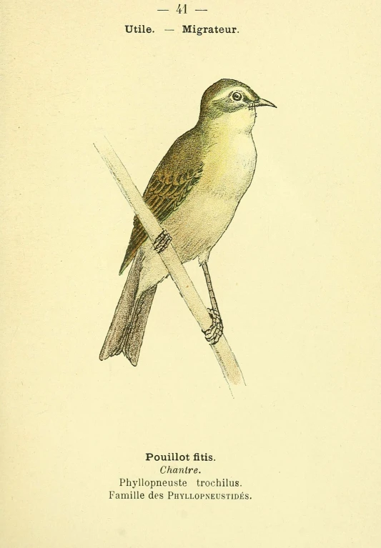 a drawing shows a small bird with words in english and spanish