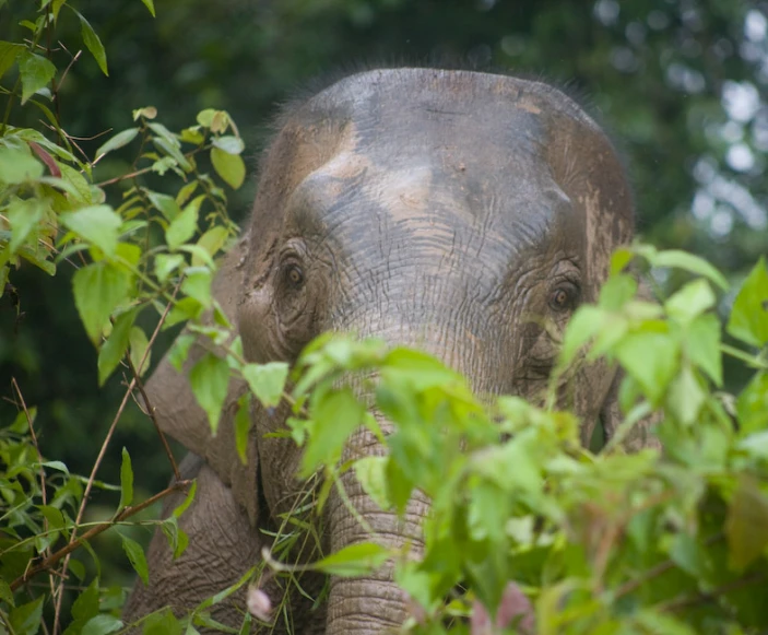 an elephant is standing in a leafy area