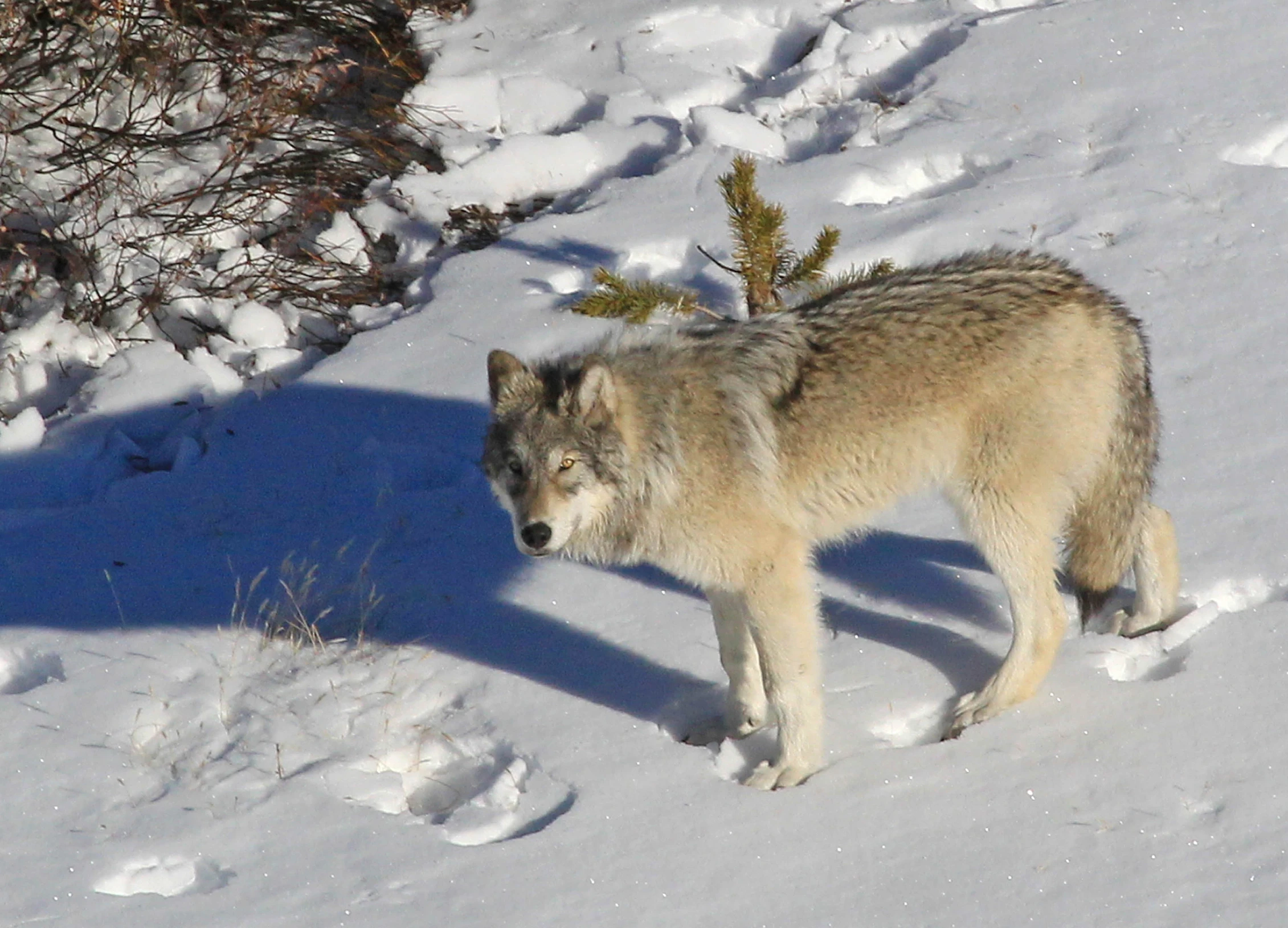 an animal standing in the snow near a bush