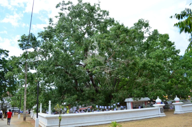 a large tree sits behind a white fence
