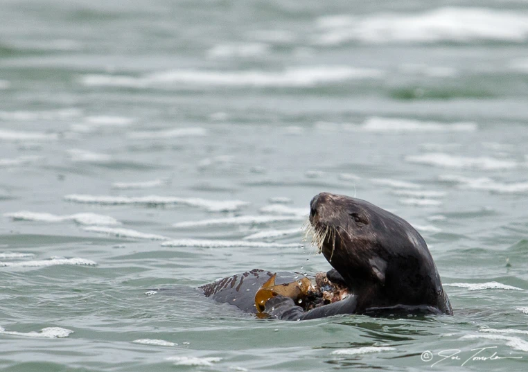 the seal is eating food in the water