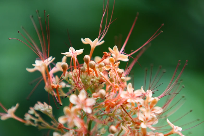 the flowers are bright and small, leaving pink on top