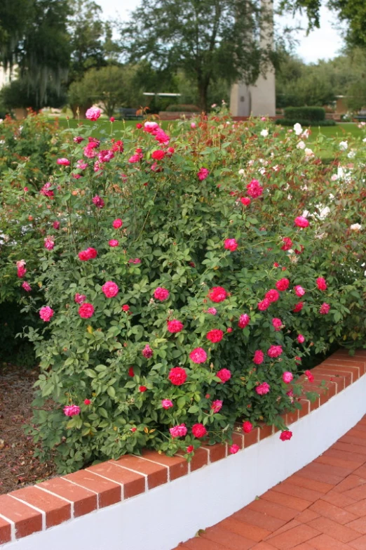 red brick edging next to green grass and bushes