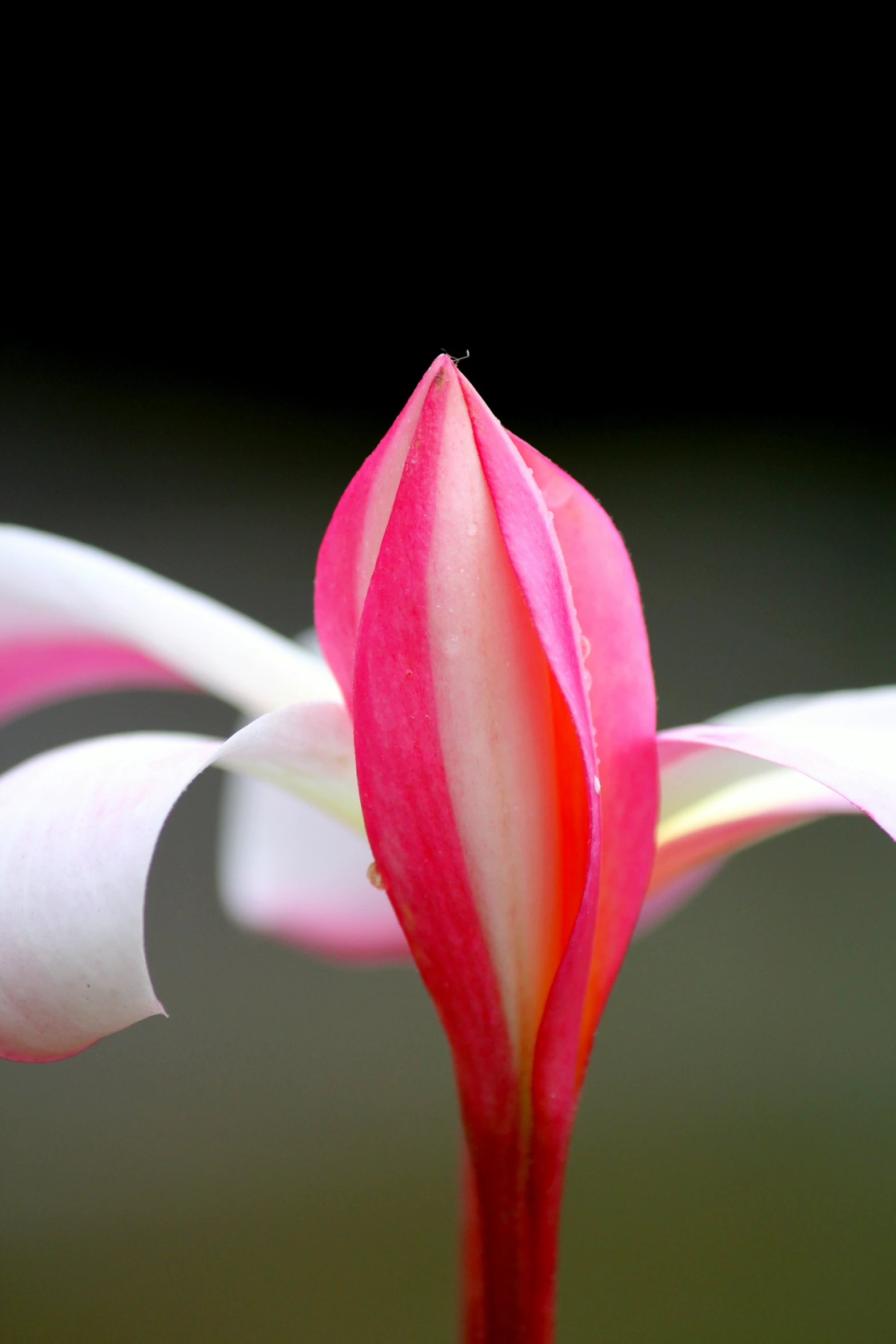 red flower in a very pink and white striped vase