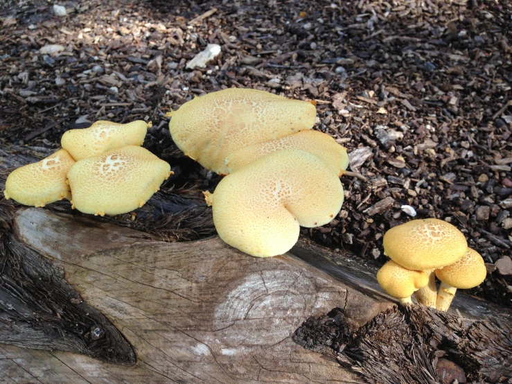 a group of yellow mushrooms sit on a fallen tree