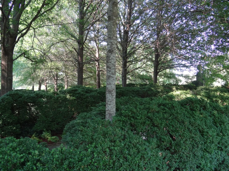 large, neatly trimmed bush surrounded by small trees