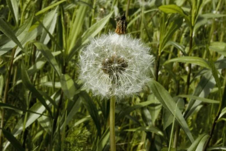 the white dandelion is next to tall green plants