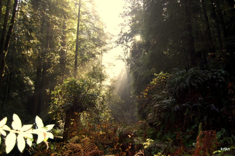 the sun shines through the trees and leaves