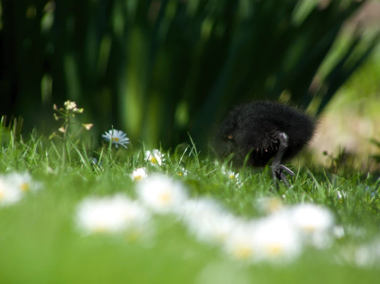 the small animal is sitting in the grass near flowers