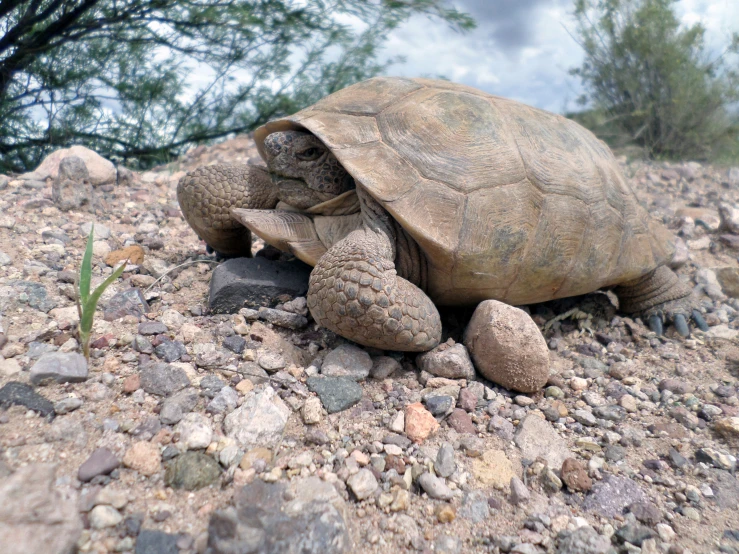 a turtle that is laying on the ground