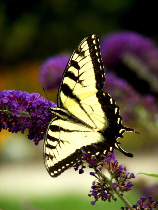 an exotic looking yellow erfly resting on purple flowers