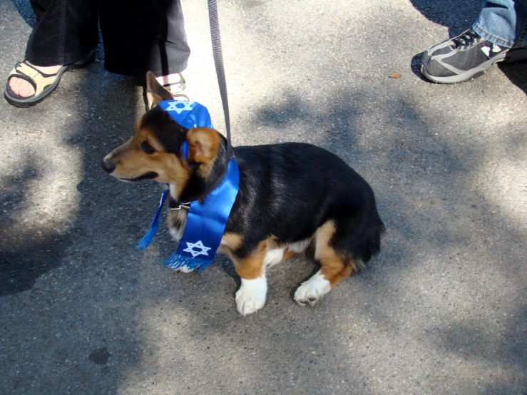 a cute little dog with a blue hat and leash