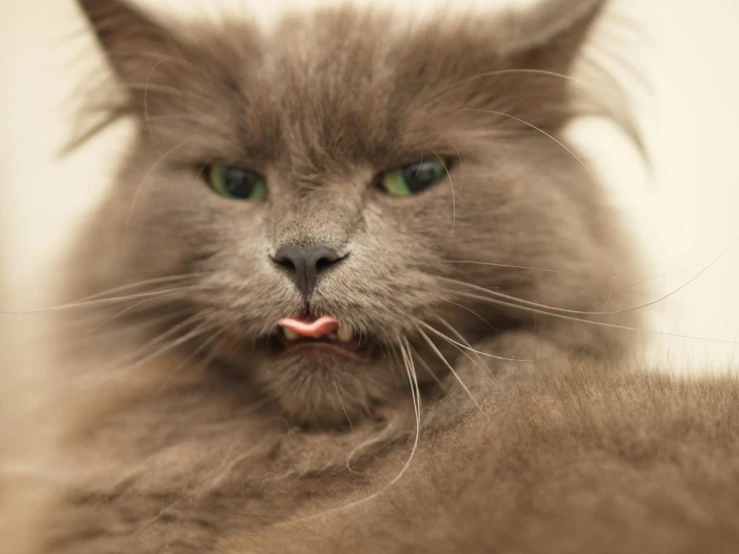 a close up s of a cat showing it's tongue