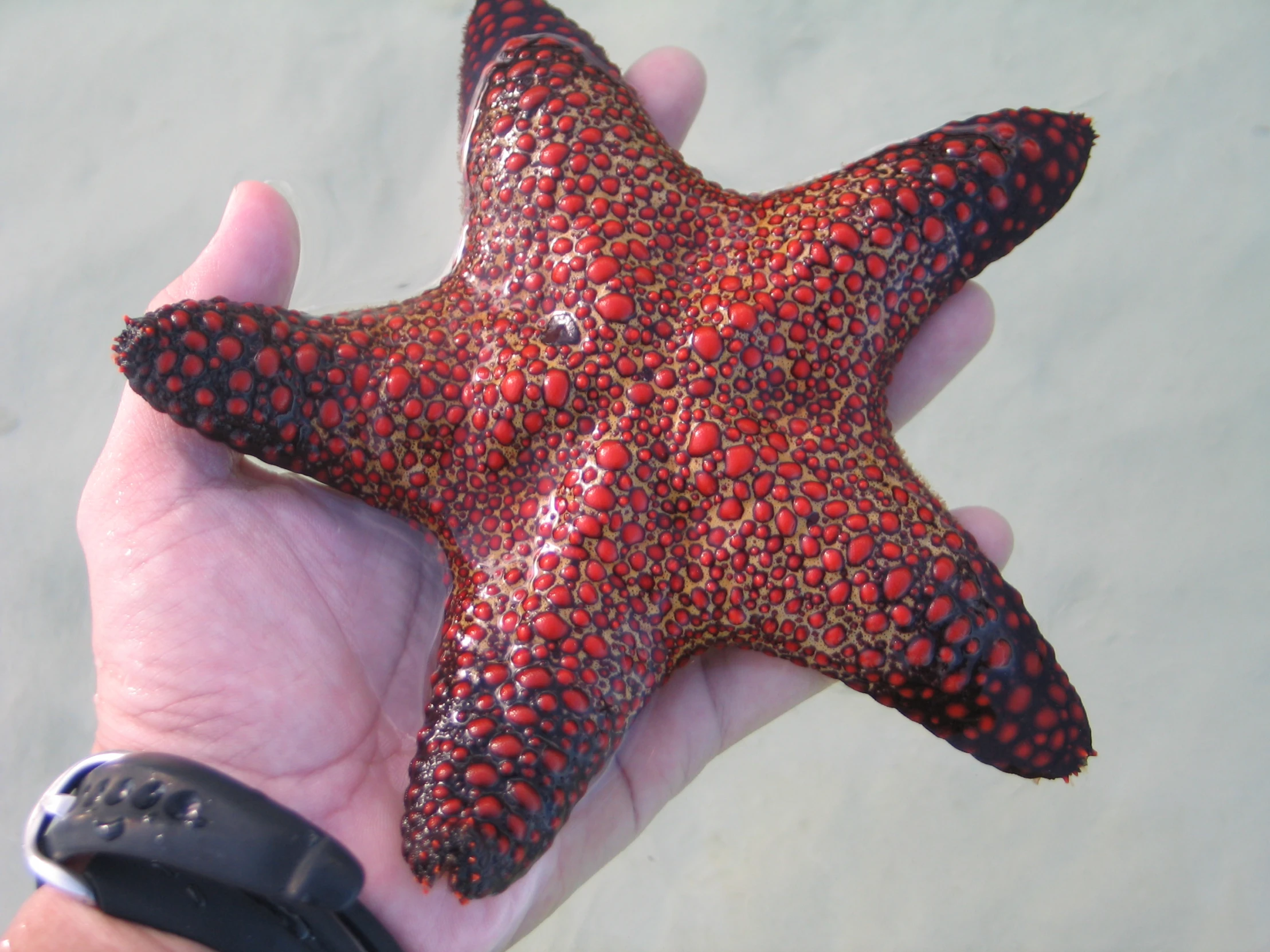 a large red and black starfish laying on top of the beach