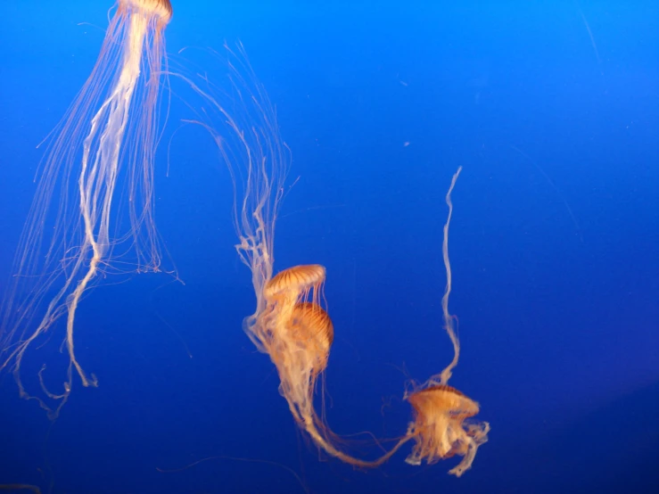 some jellyfish swim in a small aquarium